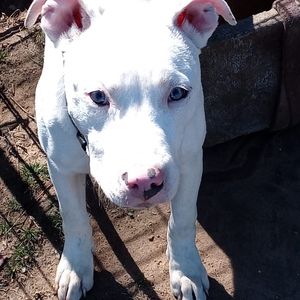 Meet your Posher, Ivan